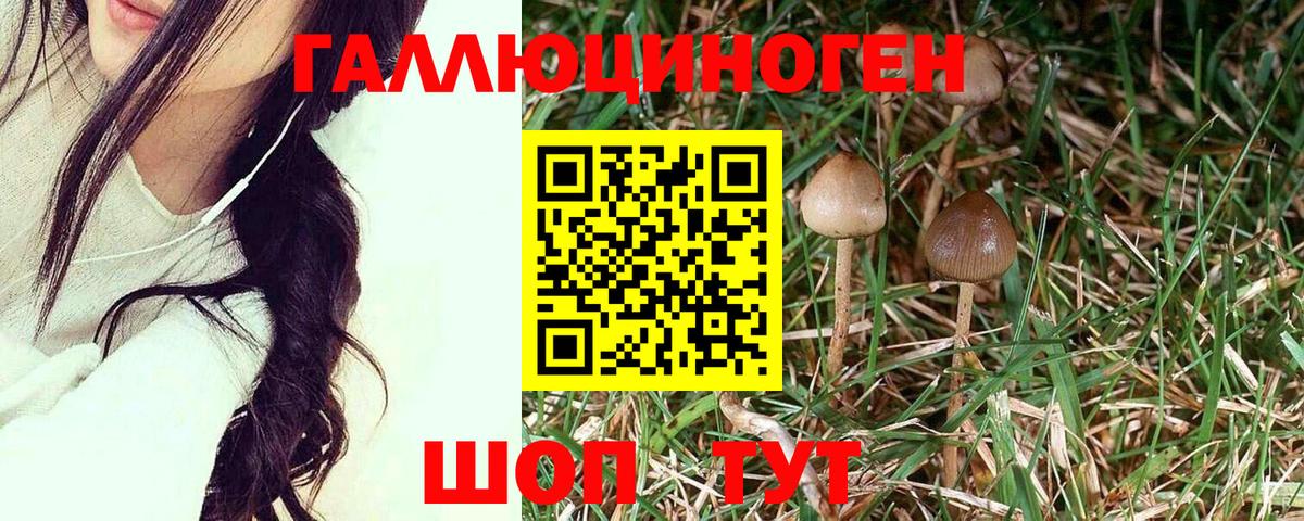 купить закладку  Псилоцибиновые грибы Psilocybine cubensis  Вход с VPN  Троицк 